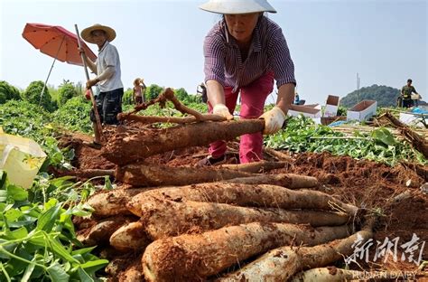 山药种植助农增收 资讯 新湖南