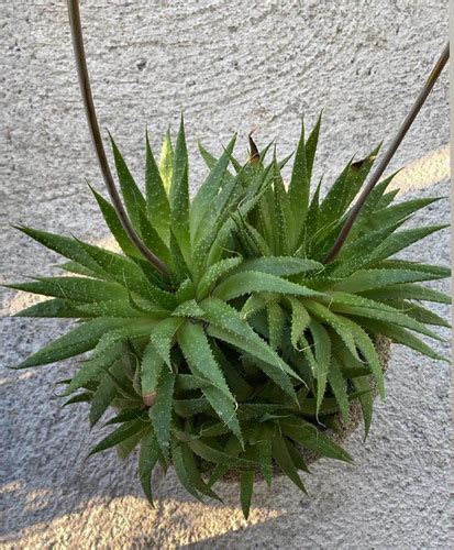 Aloe Aristata Oferta Cuotas Sin Inter S