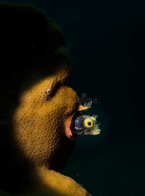 Cute Macro Underwater Creatures In The Caribbean Stock Image Image Of