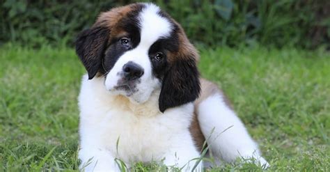 Saint Bernard Pictures - AZ Animals