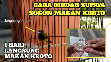 Gunakan Cara Ini Cukup 1 Hari Sogon Langsung Makan Kroto YouTube