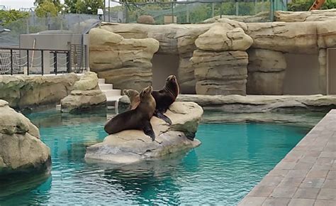 水の中を優雅に泳ぐカリフォルニアアシカ