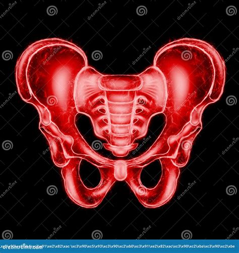 Hologram Ultrasound Image Anterior View Of The Male Pelvis Sacrum