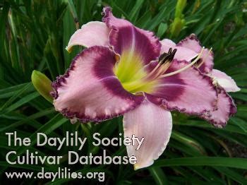 Woodcrest Daylilies Llc Regal Pirate