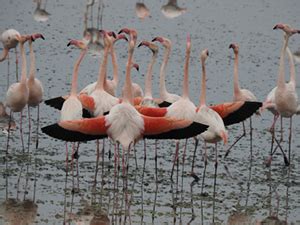 Flamenco N Phoenicopterus Roseus Reproducci N