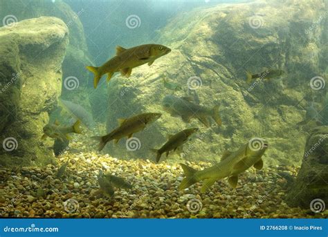 River fish stock photo. Image of watching, ocean, water - 2766208