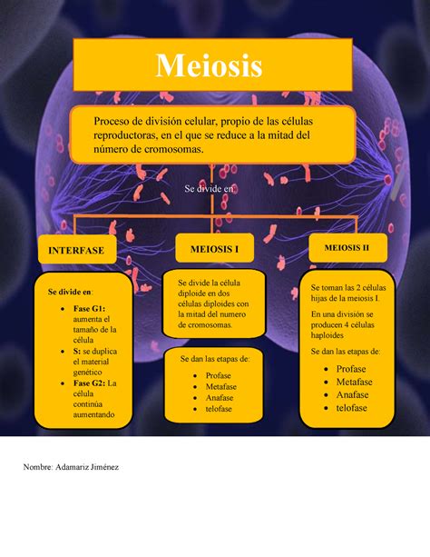 Ejercicio De Fases De La Mitosis Y Meiosis Hot Sex Picture