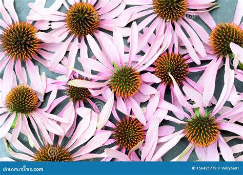 Echinacea Flower Top View Stock Image Image Of Closeup 156421779