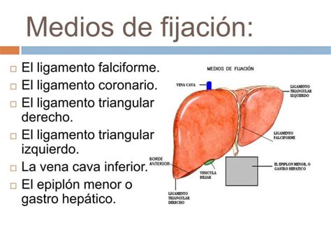 Anatom A Del H Gado PPT