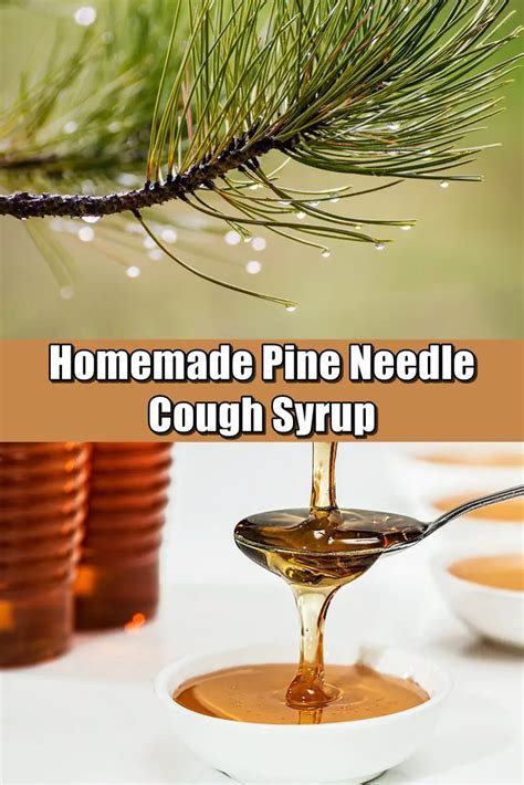 Homemade Pine Needle Cough Syrup SHTF Prepping Central