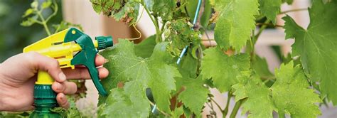 Фунгициды для винограда – непобедимая сила против грибковых инфекций