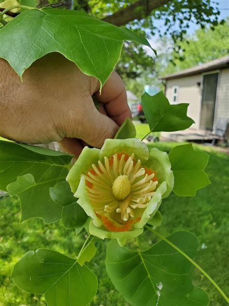 Tulip tree, aka yellow poplar : r/flowers