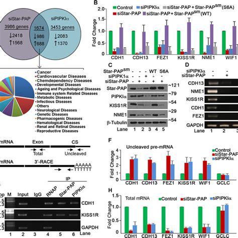 Star PAP And PIPKI Together Regulate Expression And 3 End Processing