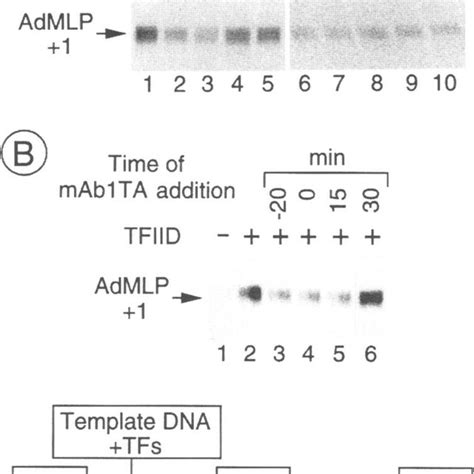 Schematic Representation Of The Htafii100 Interactions Within The Tfiid