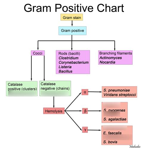 Microbiology Diagram Quizlet