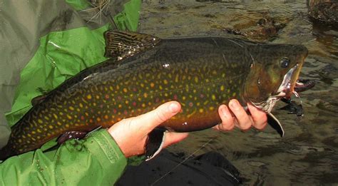 Mainebrooktrouttop Canoe The Wild