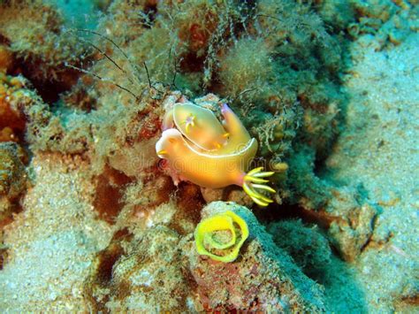 Sea Slugs Of The South Chinese Sea Stock Photo Image Of Invertebrate