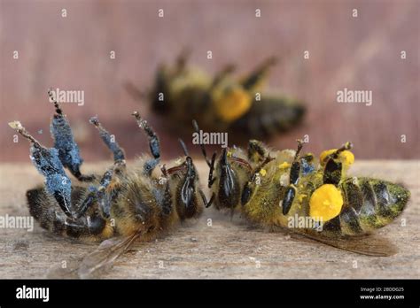 Dead Honeybees Hi Res Stock Photography And Images Alamy