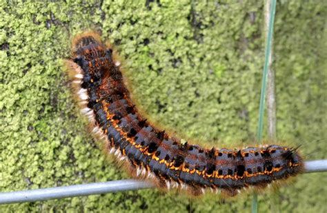 Caterpillars | Monarch | Poisonous | InterestingFacts.org