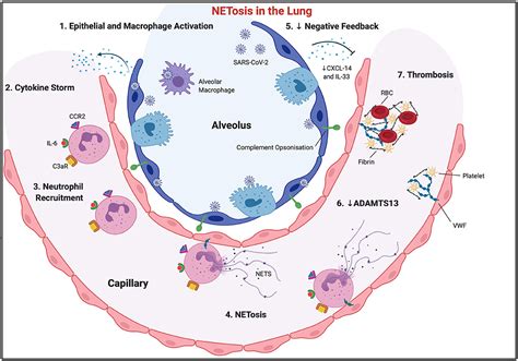 Frontiers Immune System Disequilibriumneutrophils Their