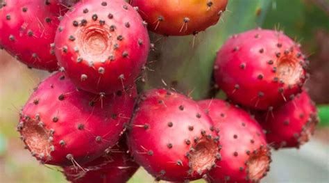 Prickly Pear The Exotic Wonder With Health Benefits · Chamnab