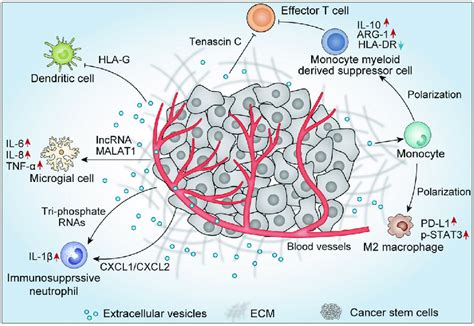 Cancer Stem Cells Derived Evs Promote The Formation Of Tumor