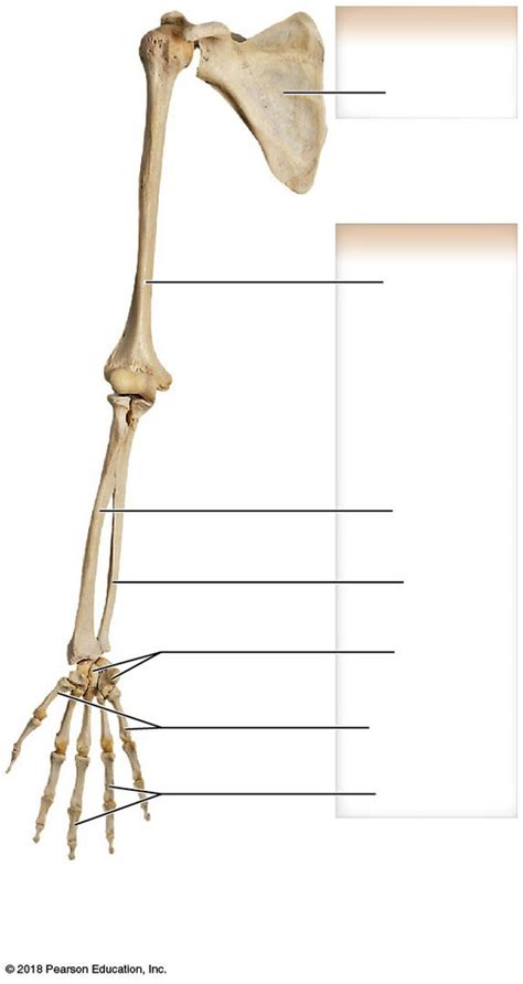 The Pectoral Girdle And Upper Limb Right Upper Limb Anterior View