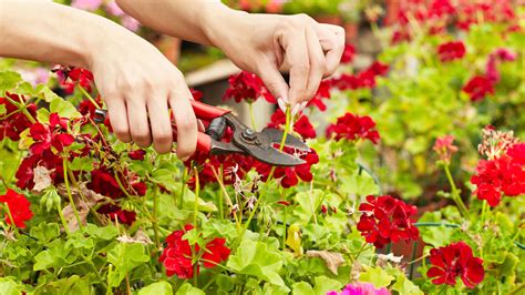 7 Flowers You Don T Have To Deadhead According To Gardening Experts Real Homes