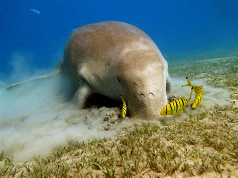 Dugong