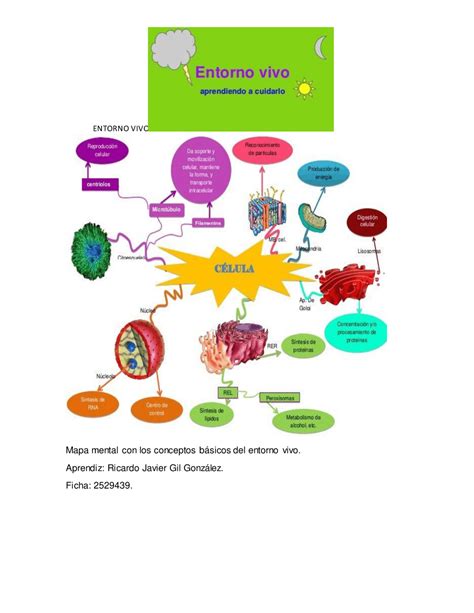 Arriba 49 Imagen Mapa Mental De Los Conceptos Basicos De La Biologia Abzlocalmx