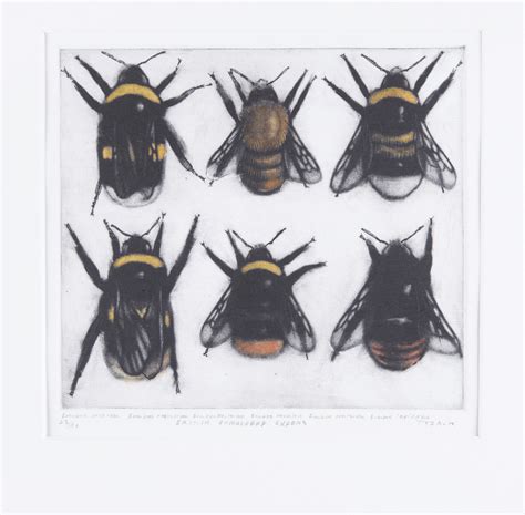 British Bumblebee Queens – Zillah Bell Gallery