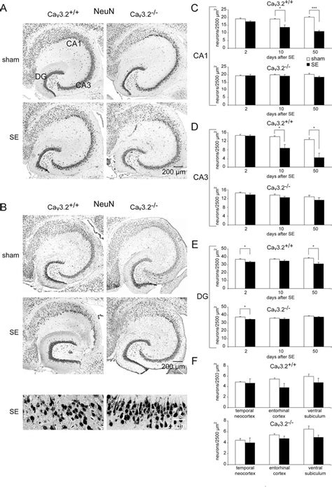 Figure From Transcriptional Upregulation Of Cav Mediates