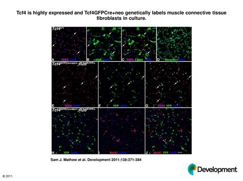 Tcf4 Is Highly Expressed And Tcf4GFPCre Neo Genetically Labels Muscle