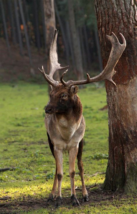 Fallow Deer Fallow Deer Stag Roe Deer Free Stock Photo Public Domain