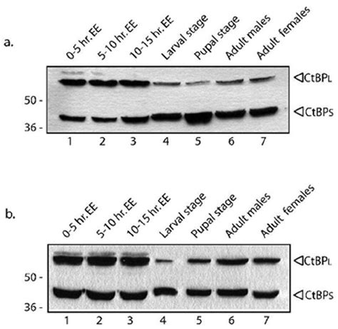 Conserved Developmental Regulation Of Ctbp Protein Expression In D