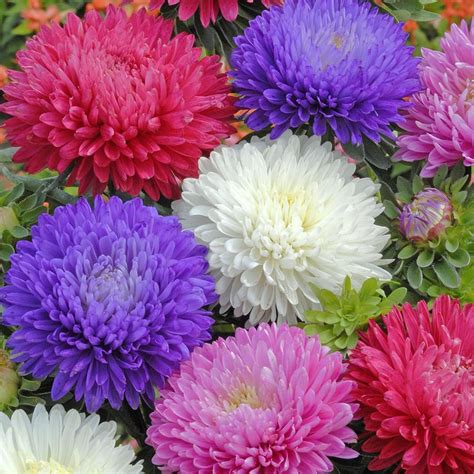 Buy aster Aster 'Duchess Mixed'