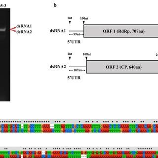 Genome Composition And Organization Of AjPV1 DsRNA A 1 Agarose Gel