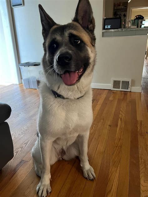 Yosi Mars Orphan Midwest Akita Rescue Society