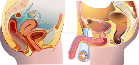 Human Reproductive System Male And Female Genitals Stock Vector