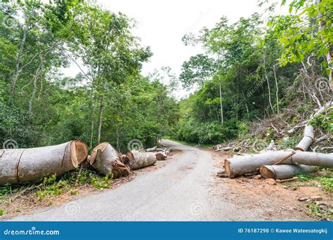 Corte Ca Do Das Rvores Para Cancelar O Trajeto Para A Estrada Atrav S