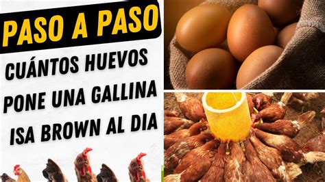 Cu Ntos Huevos Pone Una Gallina Isa Brown Al Dia Youtube