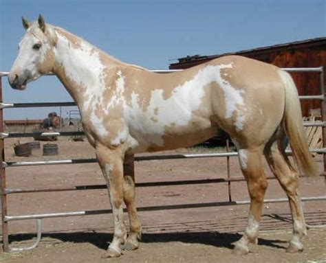 Foundation Palominodun Overo Double Yellow Mount Horses American