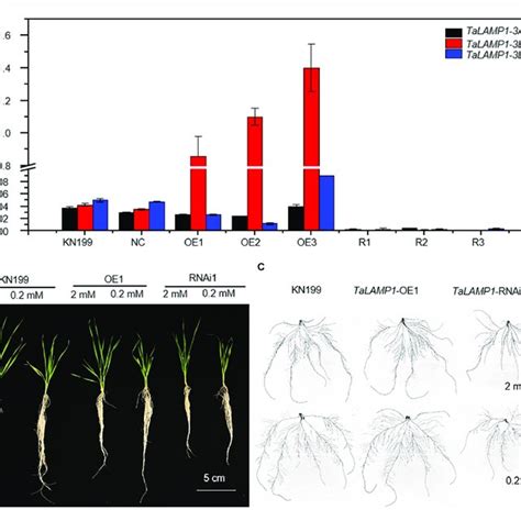 Phenotypes Of The Wild Type And Talamp1 Transgenic Lines Under Hn And