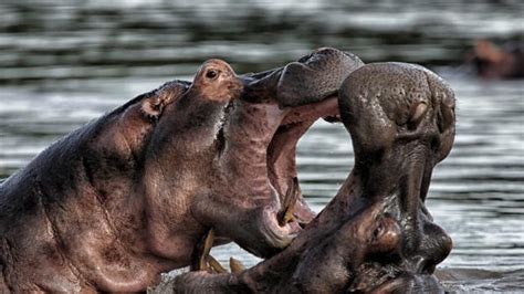 Hippo Diet - What Do Hippos Eat? Are they Herbivore or Cannibal ...