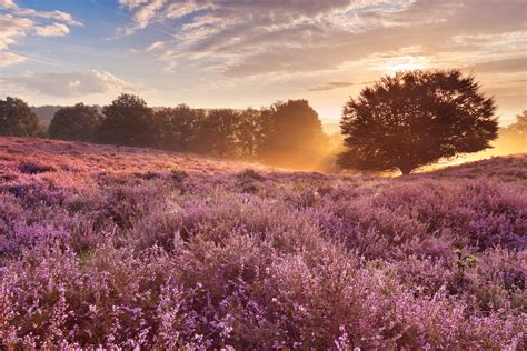 Blumenwiese Mit Baum Natur Fototapeten Papermoon De