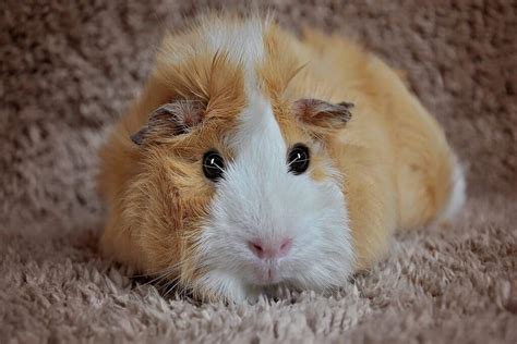 How Long Do Guinea Pigs Live Average Guinea Pig Lifespan Pets Nurturing