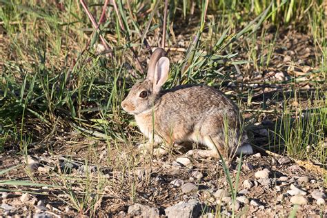 Desert Cottontail (Sylvilagus audubonii)