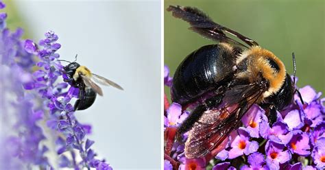 10 Effective Ways To Get Rid Of Carpenter Bees From Your Garden