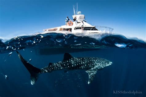 Whale Shark Swim Tours Exmouth Dive Whalesharks Ningaloo