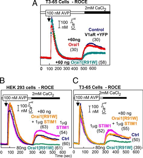 Functional Interactions Among Orai Trpcs And Stim Suggest A Stim